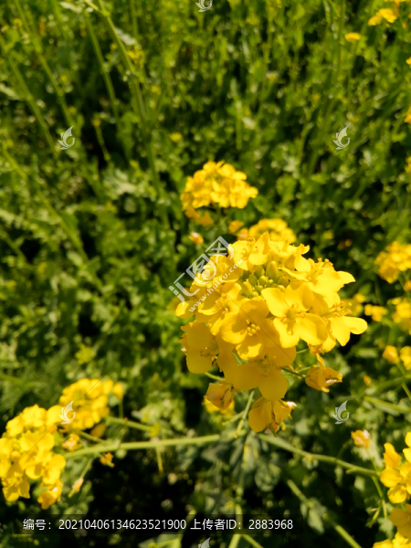 田園里的油菜花