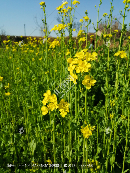 田野里的油菜花