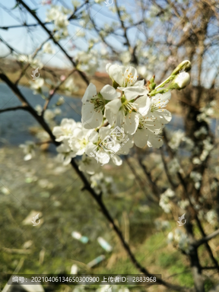 杏花