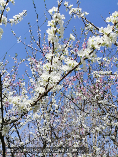 李子花