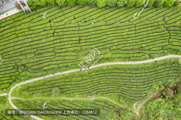 航拍茶山風(fēng)光