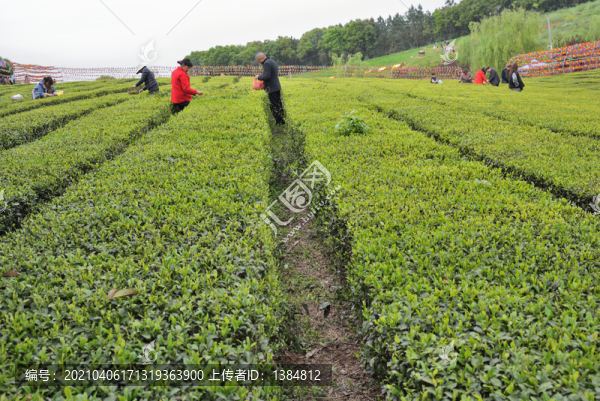 茶山風光