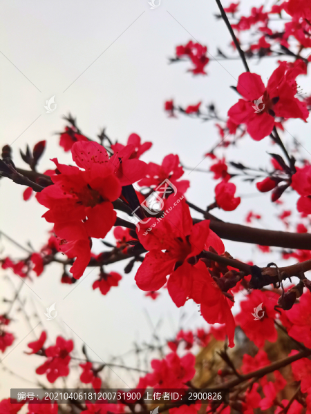 梅花