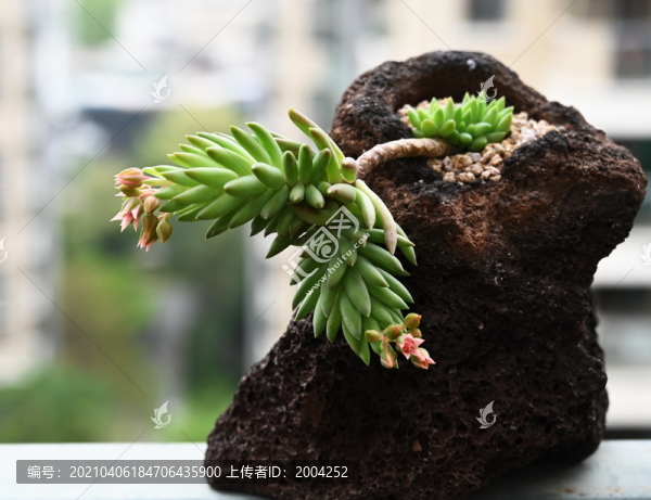 多肉開花了