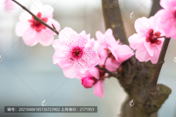 美人梅