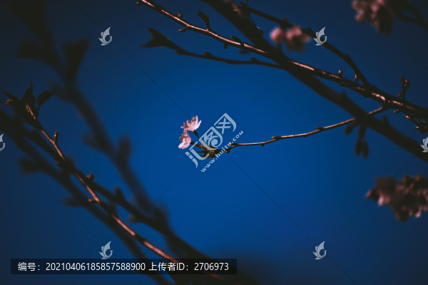 未聞花名