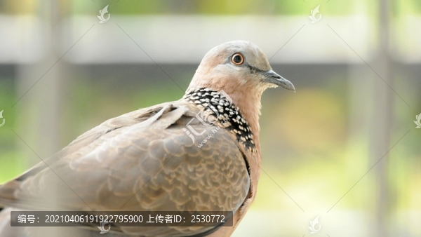 斑鳩