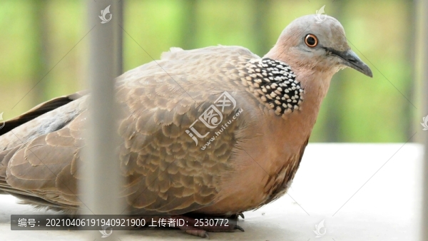 斑鳩