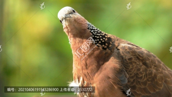 斑鳩