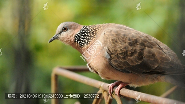斑鳩
