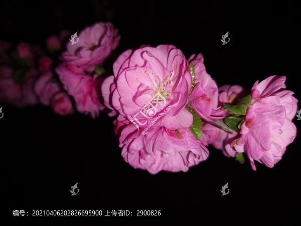 夜海棠