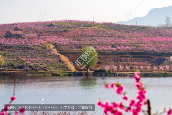 山東蒙陰的桃花花海001