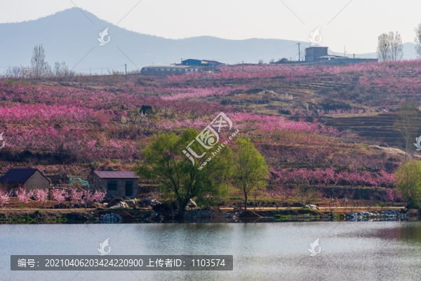 山東蒙陰的桃花花海005