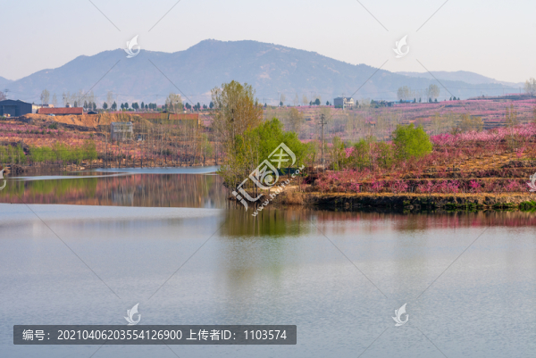 山東蒙陰的桃花花海007