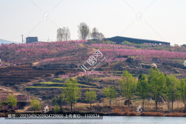 山東蒙陰的桃花花海011