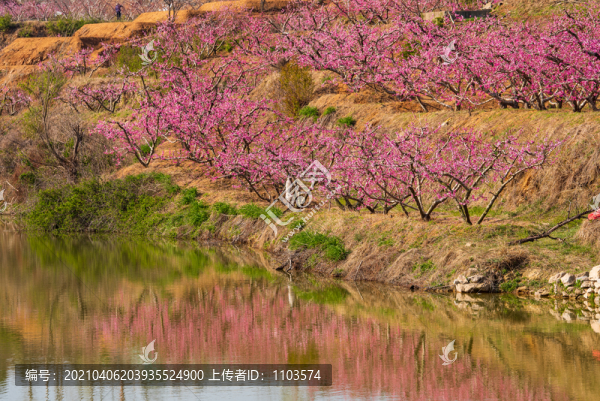 山東蒙陰的桃花花海012