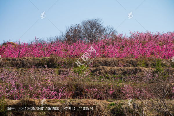 山東蒙陰的桃花花海024