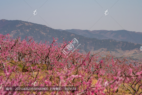 山東蒙陰的桃花花海031