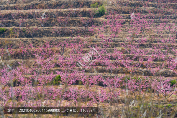 山東蒙陰的桃花花海036