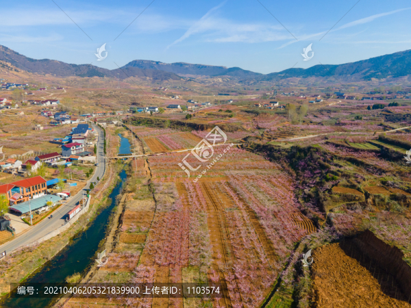 山東沂蒙山區(qū)桃花花海135