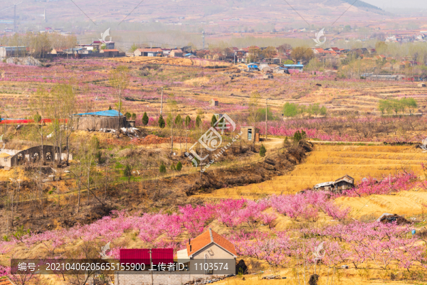 山東沂蒙山區(qū)桃花花海051