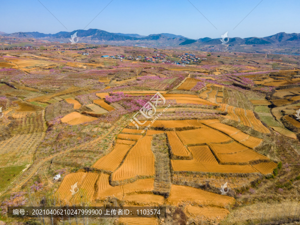 山東沂蒙山區(qū)桃花花海124