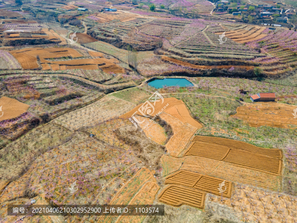 山東沂蒙山區(qū)桃花花海127