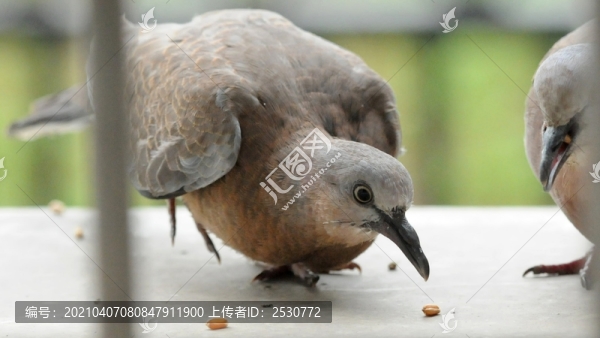斑鳩