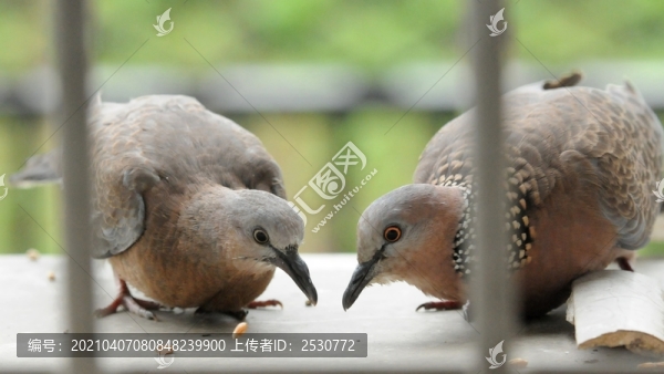 斑鳩