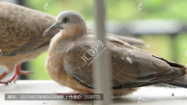 斑鳩