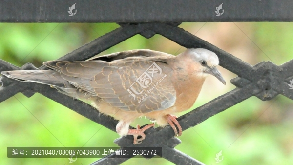 斑鳩