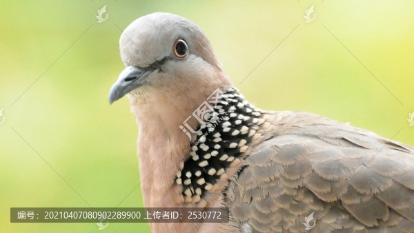 斑鳩