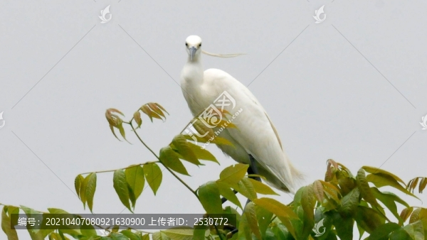 白鷺