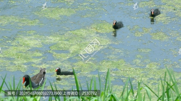 黑水雞