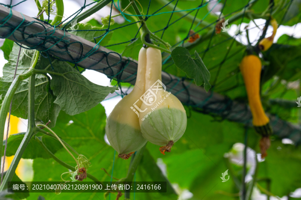 農(nóng)業(yè)蔬菜