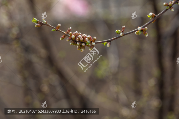 初春嫩芽花苞