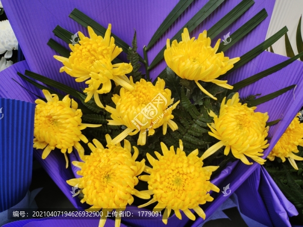 菊花
