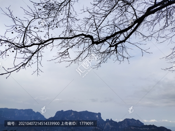樹枝