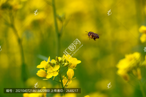 蜜蜂采蜜