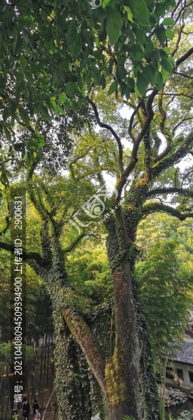 岳麓山