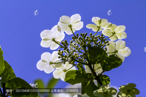 仰拍瓊花美圖