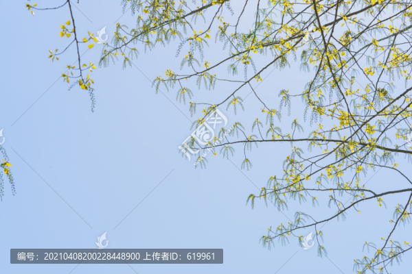 春天楊樹(shù)枝葉