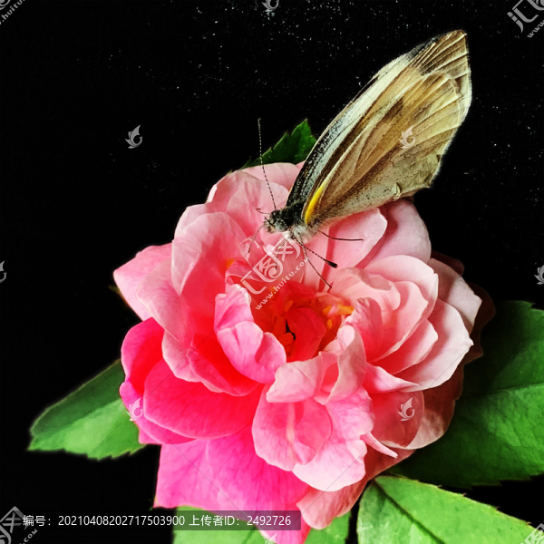 蝶戀花