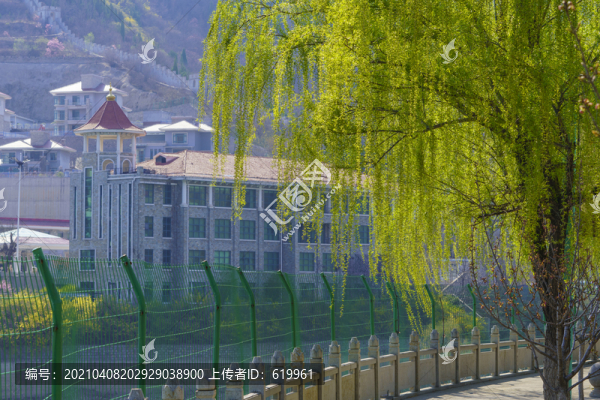 春天垂柳