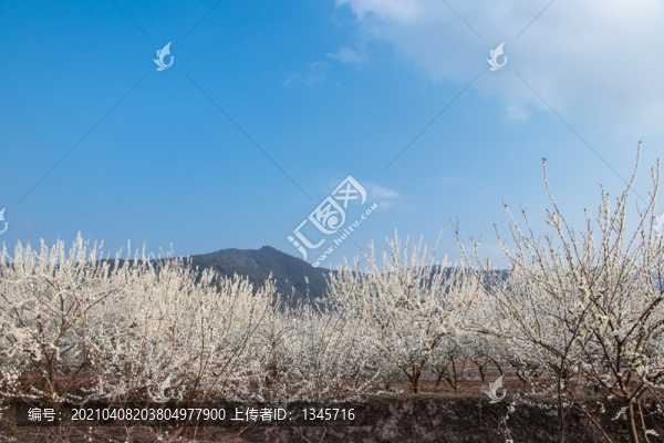 梨花圓