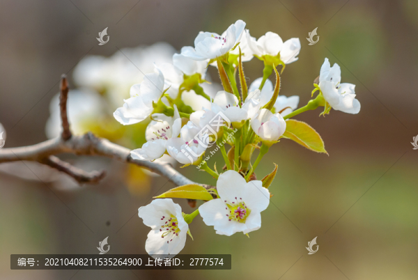 盛開(kāi)的梨花
