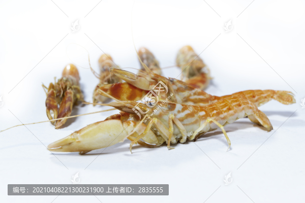 花腰子蝦
