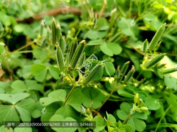 酸辣子草