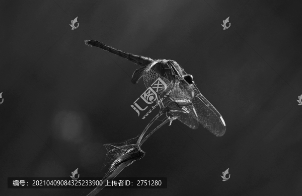 昆蟲(chóng)