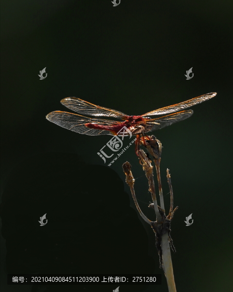 昆蟲(chóng)